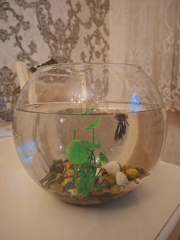 akvarim: Şüşə akvarium dəsti içindəki aksesuarlarla birlikdə satılır — 2
