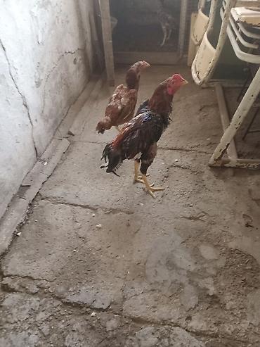 heyrətilər: Salam heyrati lar satiliryaxsi cinsdi cox olduqu nan satiram kohna — 4