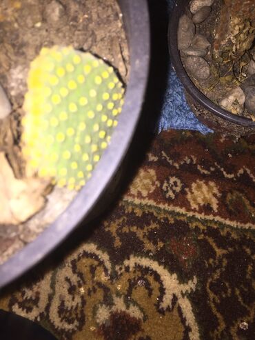 Kaktus: Kaktusi 100 dinara na lalafo.rs — 3 Kaktus: Kaktusi 100 dinara — 3