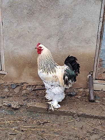 qaz ve ordek satisi: Brama xoruzlar tam sağlamdılar şəkil öz şəkiləridi göz qabağındadılar — 3