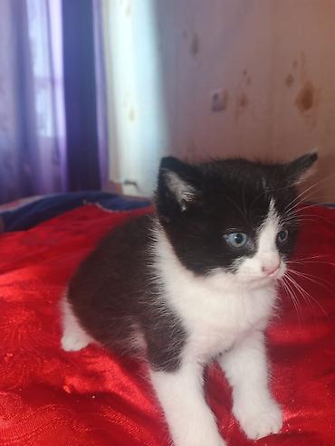 Pişiklər: Yaxşı əllərə — 12