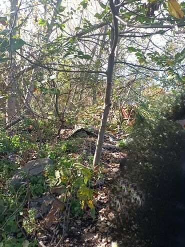 Həyət evləri və villaların satışı: Torpaq bağ sahəsi 42 sot meyvə baği satıram -da lalafo.az — 16 Həyət evləri və villaların satışı: Torpaq bağ sahəsi 42 sot meyvə baği satıram — 16