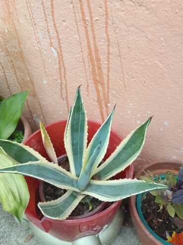 Houseplants: Vise vrsta kaktusa