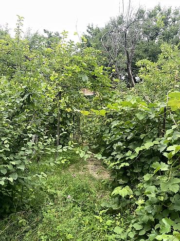 Продажа дач: ПРОДАЕТСЯ Дачный участок, с. Туз, СТ «Нур» (между с. Туз и с. Чон — 5