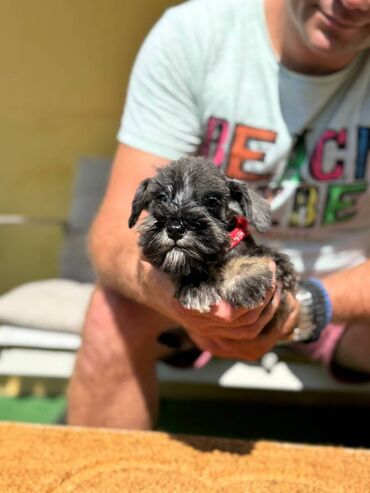 Psi: Odgajivacnica Pet house nudi prelepe stence Patuljastog snaucera Biber — 14