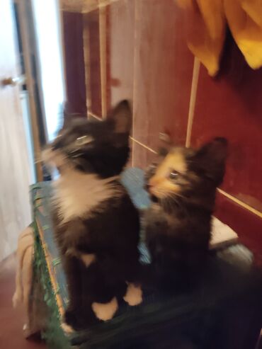 Отдам даром кошку: КОШКИ И КОТЯТА У НАС ПРИЮТ любой окрас есть можете выбрать у нас — 15