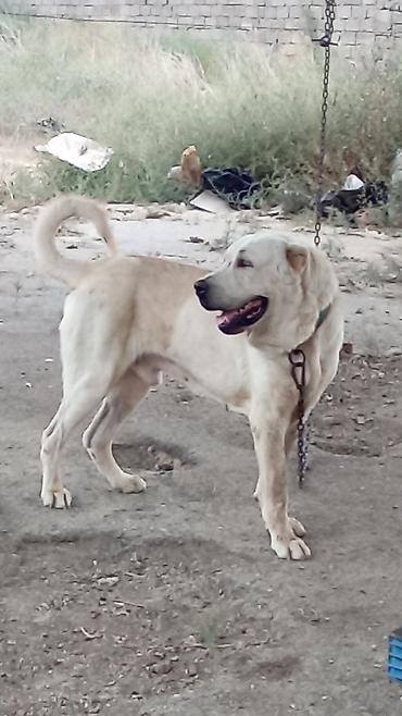 tap az itler kangal: Qurdbasar, 3 il, Erkək, Peyvəndli, Rayonlara çatdırılma — 7