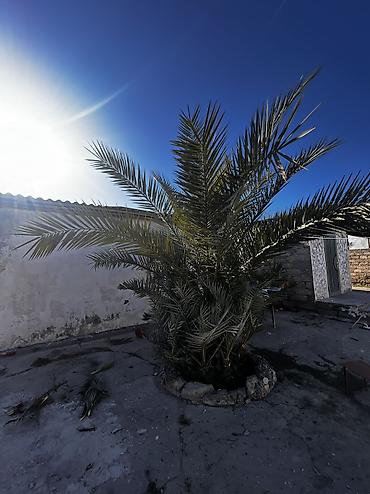 banan agaci: Xurma (xurma xurması) palmı – həyət və bağ sahələri üçün dekorativ iri — 7