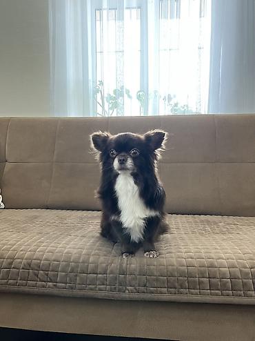 çöl iti: Çixuahua, 4 il, Erkək, Cütləşmə üçün, Ünvandan götürmə — 4