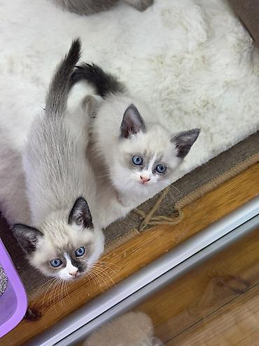 Pişiklər: Siam — 5