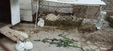 dovşan kaliforniya: Salam aleykum Kaliforniya dovşanları satılır 1 erkək 1 dişi və 7 ədəd