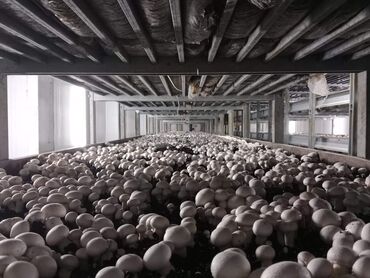 Toxumlar: Salam hərvaxtınız xeyir, "CHAMPION GROUP" olaraq sizlərin qarşısına — 6