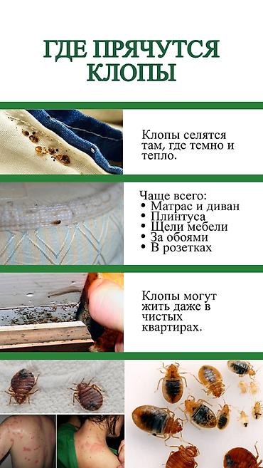 Дезинфекция, дезинсекция: Дезинфекция, дезинсекция, | Клопы, | Транспорт, Офисы, Квартиры — 3