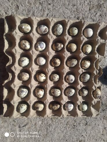 голландские семена в бишкеке: Перепелиные яйца в лотках - Яйца перепёлки, пятнистые, стандартного at lalafo.kg голландские семена в бишкеке: Перепелиные яйца в лотках - Яйца перепёлки, пятнистые, стандартного