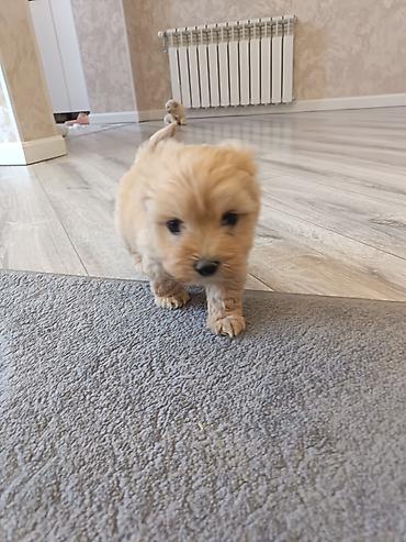 İtlər: Pudel, 2 ay, Erkek — 3