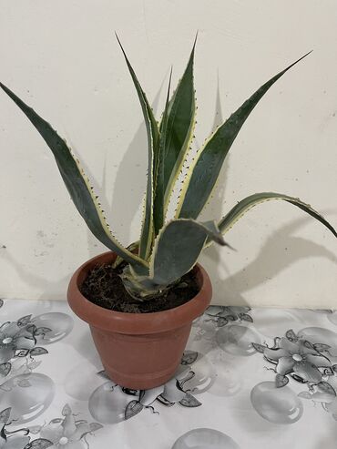 Otaq bitkiləri: Dibçək gülləri Çoxlu növdə dipcək gülləri var. Çatdırılma var — 7