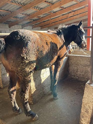 Лошади, кони: Продаю | Кобыла (самка) | Полукровка | Для разведения, На забой — 1