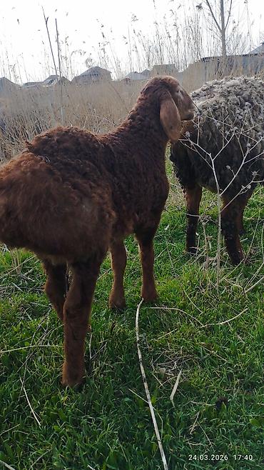 Баран, овца: Продаю | Ягненок | На забой — 13