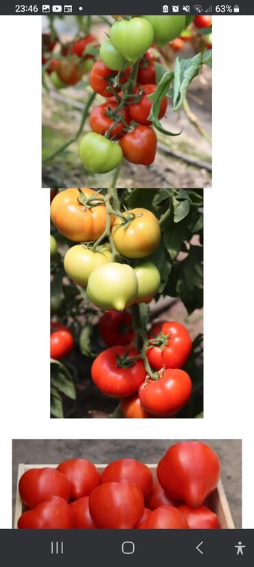 Toxumlar: Məhsul: Toxumlar – Rijk Zwaan və Enza Zaden hibridləri • Rijk Zwaan – — 7