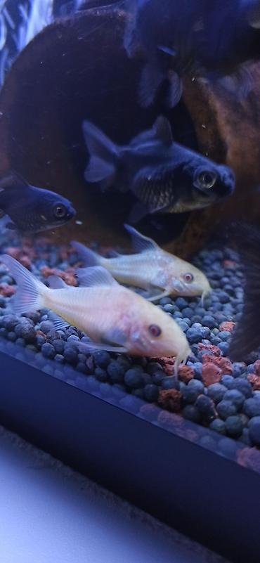 akvariumlar: Məhsul: Akvarium üçün Corydoras (koridoras) balıqları – albino və — 3