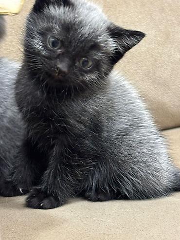 Pişiklər: Britan — 7