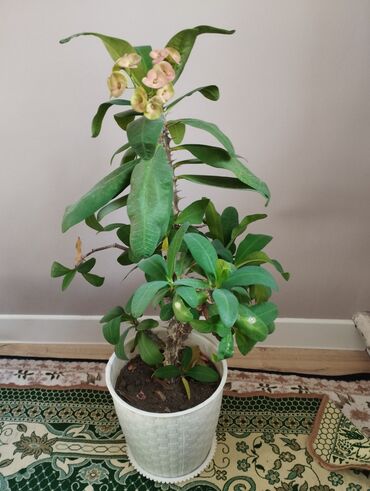 бу терезелер: Комнатные растения в горшках (набор) 1) Молочай Милла (Euphorbia