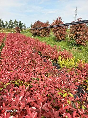 kecəl kosa səkilləri: Fotiniya (Photinia x fraseri ‘Red Robin’) dekorativ kol bitkiləri - — 1