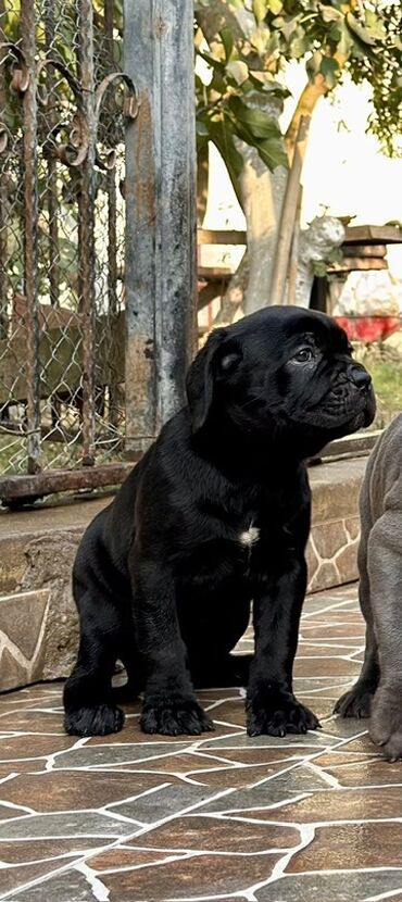 İtlər: Kane-Korso — 4