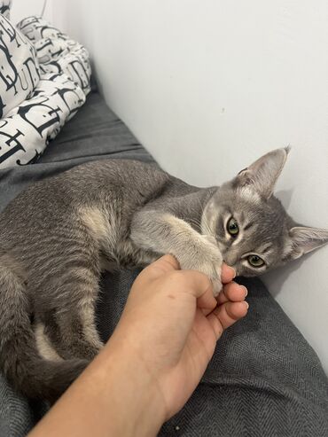 котята в добрые руки: Кошка даром: Беспородная, 4 месяца, Мальчик, Приучена к лотку, Проглистована
