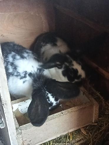 Кролики: Продаю | Крольчата | Для разведения — 5