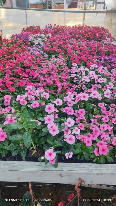 Bitkilər üçün dibçəklər: Dibceklər hər ölcüdə hər zövgə #dibceklər kafe ofis hryitcin zamanətlə — 6