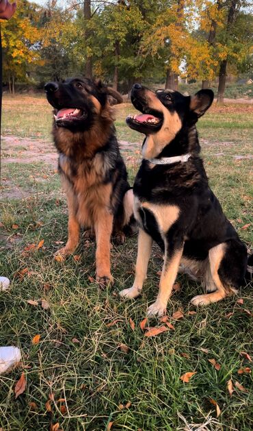 котёнок в добрые руки: Дресировка собак🐶 🐕 хочешь, чтобы твой питомец стал послушным