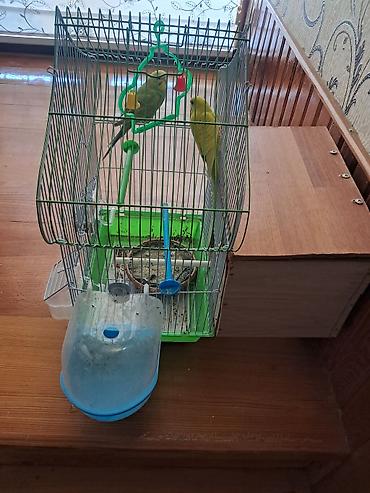 akvarium ve baliqlar: Dalğalı tutuquşu cütü və aksesuarlarla qəfəs dəsti Məhsul tərkibi: - — 6