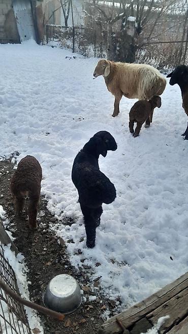Баран, овца: Продаю | Овца (самка) | Полукровка | Для разведения | Племенные — 17