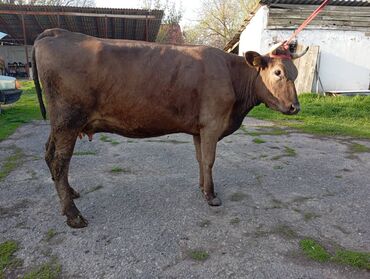 Коровы, быки: Продаю | Корова (самка) | Швицкая