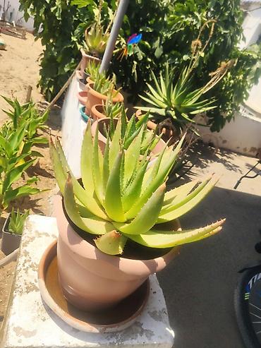 алоэ вера купить: Aloe vera bitkisi – iri, sağlam rozetli, saxsı qabda. Yarpaqları — 1