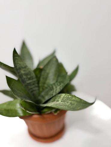 Комнатные растения: Сансевьерия (Sansevieria) в горшке — 2
