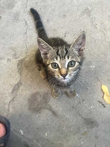 Животные: 🐾 Котята ищут добрые и любящие руки! 🐾 Отдаем очаровательных котят в — 7