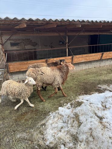 Баран, овца: Продаю | Овца (самка) | Для разведения | Племенные — 3