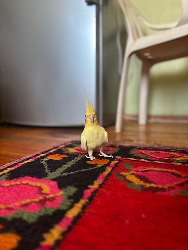 lutino: Nymph parrot (kakaducu/korella) – sarı lutinо rəng Məhsul təsviri: - — 3