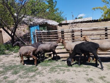 сколько стоит баран в таджикистане: Продаю | Овца (самка) | Гиссарская, Полукровка | Для разведения | Матка