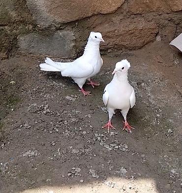 Göyərçinlər: 2 side erkeydi 12 14 tukduler — 1