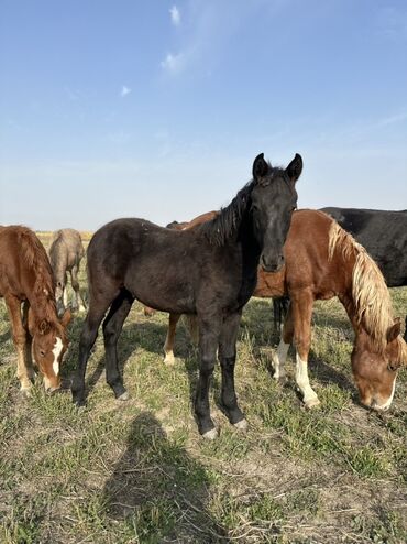 Лошади, кони: Продаю | Жеребенок, Жеребец, Кобыла (самка) | Кара Жорго | Для молока, Для разведения, На забой — 10