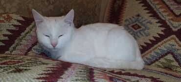 Pişiklər: Dişi, Yaxşı əllərə, Ünvandan götürmə — 7