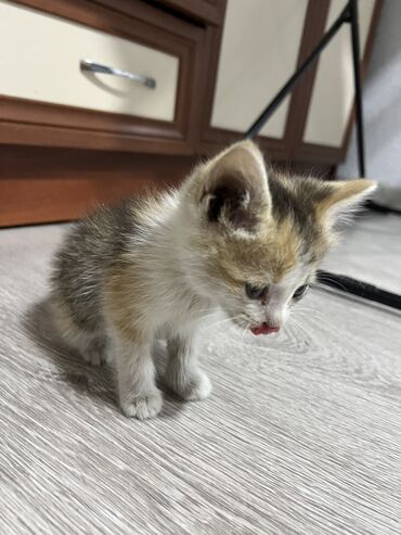 помогу деньгами нуждающимся бишкек: Кошка даром: Беспородная, 1 месяц, Мальчик