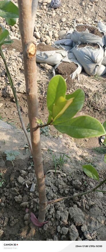 Декоративные деревья: Саженцы деревьев: Магнолии — 14