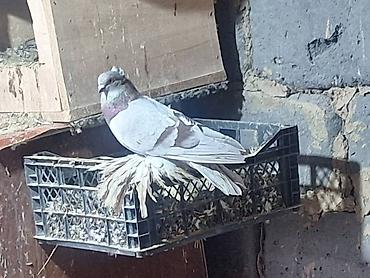 Другие с/х животные: Породные голуби декоративных линий. Описание: - Разноцветные окрасы — 11