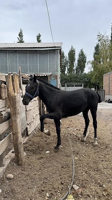 Продам с/х животных: Продаю | Жеребец | Конный спорт — 2
