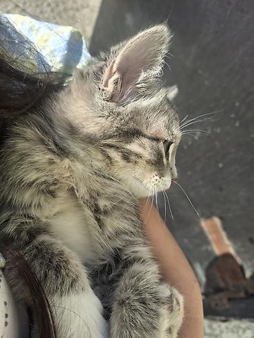кошка породистые: Кошка даром: Беспородная, Мальчик — 1