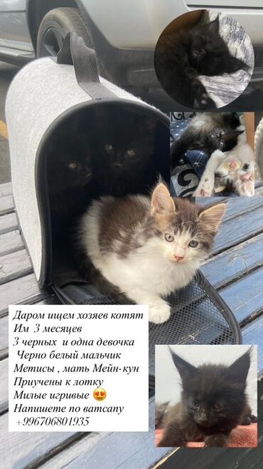 шотландская шиншилла: Мышык бекер берилет: Мейн-кун, 3 айлык, Эркек, Аргын, Лотокко барууга үйрөтүлгөн